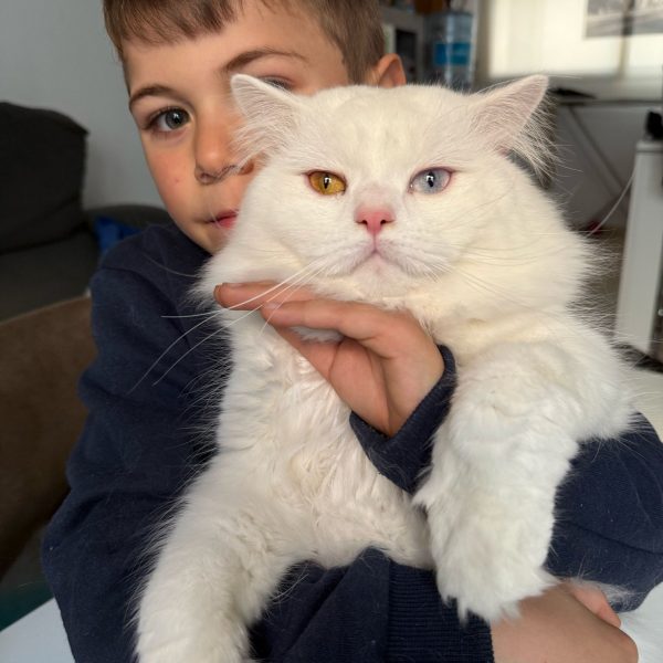 British shorthair criador España