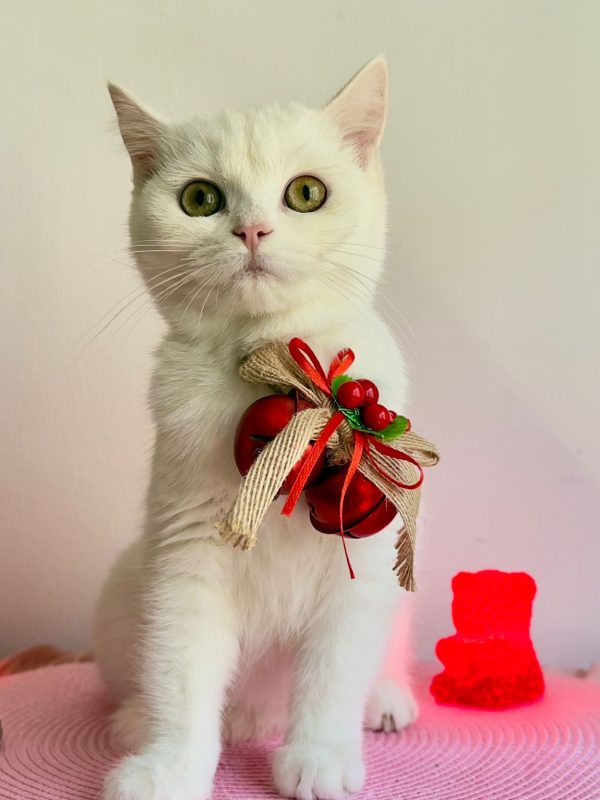 índia British shorthair teo aibar valencia