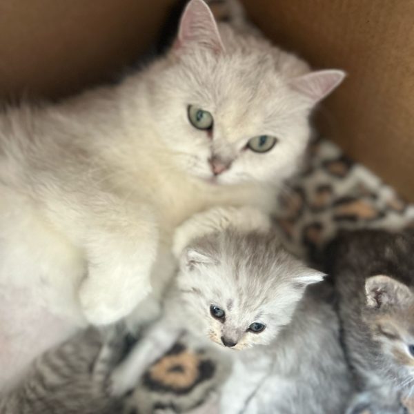 British shorthair criador españa